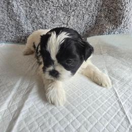 Button - Black and white female Shih Tzu puppy in Forney, Texas from Nique's Shih Tzus
