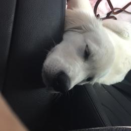 Golden Retriever Puppies from Chrysanthos Golden Retrievers