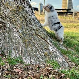 Rain - Blue merle female Miniature American Shepherd puppy in Kentucky from Kidd’s Miniature American Shepherds