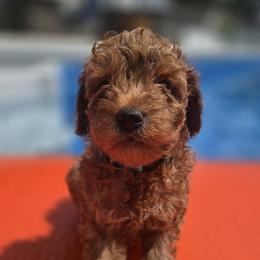 Goldendoodle Puppies from Wurster's Mini Wee Doodles