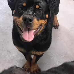 Rottweiler Puppies from Lori's Rottweilers