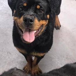 Rottweiler Puppies from Lori's Rottweilers