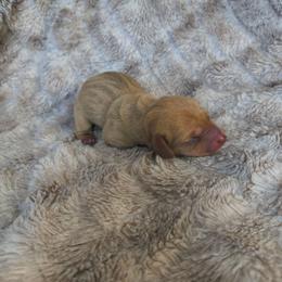 Rocky - Cream male Dachshund puppy in Opelika, Alabama from Dachshund Darlins