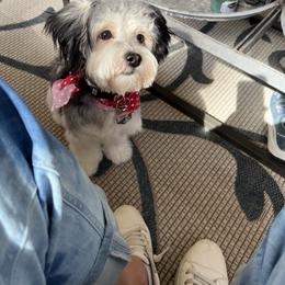 Shorkie All Grown Up from Roover's Oklahoma Shorkies