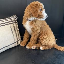 Bernedoodle, Boxer, Goldendoodle, Havapoo, and Poodle Puppies from Lady Paws Puppies