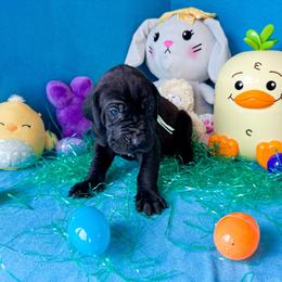 Mira - Black and white female Great Dane puppy in Climax, Michigan from Beaver Creek Danes