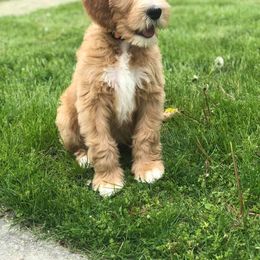 Goldendoodle Puppies from Doodle Devotion