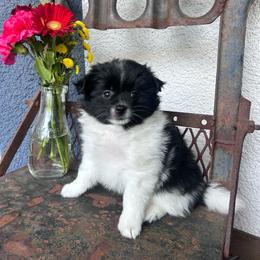 Penny - Black parti female Pomeranian puppy in Costa Mesa, California from Wheresmil0