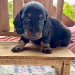 Black and tan female - Black and tan female Dachshund puppy in Ozark, Alabama from Honey Hill Dachshunds