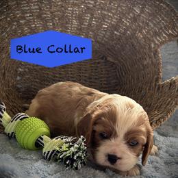 Cavalier King Charles Spaniel puppies from My Little Pups