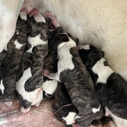 Girl 3 - Fawn brindle female Whippet puppy in Clinton, Tennessee from Ivanhoe Borzoi