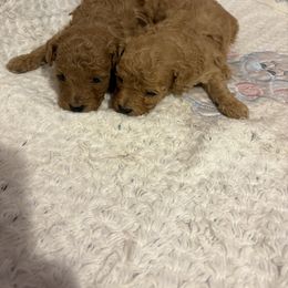 Pekingese and Poodle Puppies from Dogs lovers