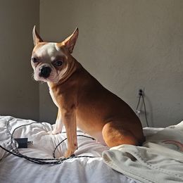 Iris - Boston Terrier