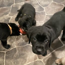 Labrador Retriever Puppies from Bayside Labradors