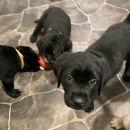 Labrador Retriever Puppies from Bayside Labradors