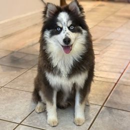 Beans - Black and white male Pomsky puppy in Lewiston, Minnesota from Family Pomsky