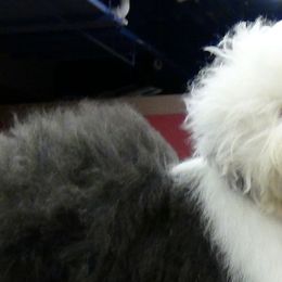 Old English Sheepdogs from Cottondog