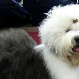 Old English Sheepdogs from Cottondog