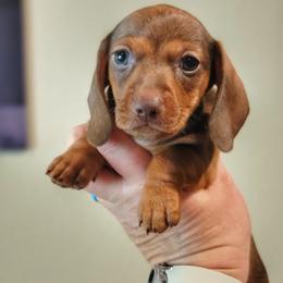 Twix - Chocolate female Dachshund puppy in Mountain Grove, Missouri from Blueprint K9 Dachshunds- www.BlueprintK9.com