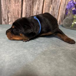 Male 1 - Black and rust male Doberman Pinscher puppy in Aplington, Iowa from Royal Dynasty Dobermann Kennel