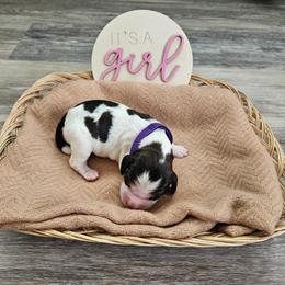 Girl 4 - female English Springer Spaniel puppy in Columbia, North Carolina from Kaitlin Bateman