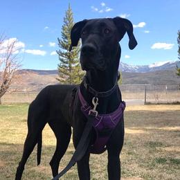 Lila - Great Dane