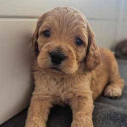 Greenie beanie - Cream male Cockapoo puppy in Midwest City, Oklahoma from Strawberry Hill Puppy Patch