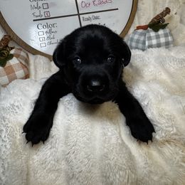 Candy - Black female Labrador Retriever puppy in Troy, South Carolina from Wicked Flyer Retrievers