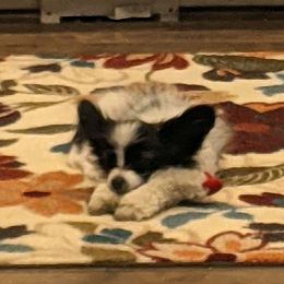 Papillons from Shirley's Papillons