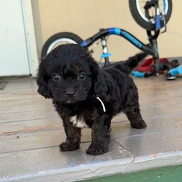 Video Tia - Black and tan female Cavapoo puppy in Eatonton, Georgia from TNT Puppies