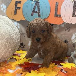 Mocha - Red  male Goldendoodle puppy in Warren, Michigan from Annette Patterson