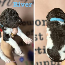River (Blue Collar Male) - Parti male Poodle puppy in Jasper, Georgia from Harrington Doodles & Poodles