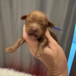 Cavapoo, Goldendoodle, and Poodle Puppies from Pearls & Curls doodles & poodles