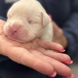 White Male - White male Boxer puppy in Florida from BNF Boxers