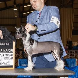 Miracle - Chinese Crested