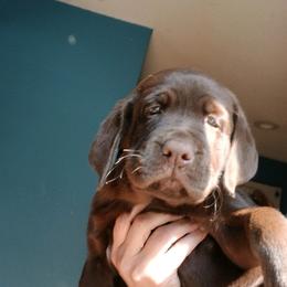 Labrador Retriever Puppies from C Eastons chocolate lab