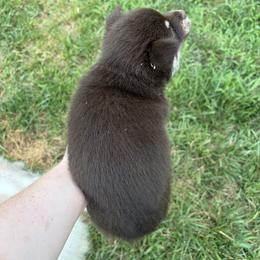 Pomsky Puppies from Fluff and Feathers