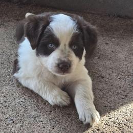 Karat - Red tri-color female Miniature American Shepherd puppy in Vancouver, Washington from BonDrew's Miniature American Shepherds