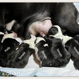 Girl 3 - Black and white female Boston Terrier puppy in North Central, Vermont from Windy Valley’s Bostons