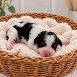 Holstein - Tri-color female Cavapoo puppy in Salt Lake City, Utah from SunnySide Mini Doodles