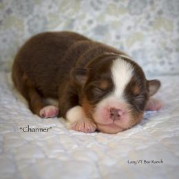 Charmer - Red tri male Miniature Australian Shepherd puppy in Evant, Texas from Lazy VT Bar Ranch