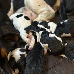 Female 2 - Black brown and white female Basset Hound puppy in Outlook, Washington from Porter Kennels
