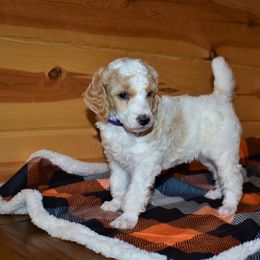 G2 Purple Female - Parti female Poodle puppy in Nelson, Missouri from MD Triple Creek Ranch