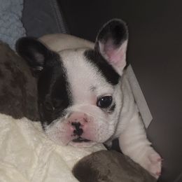 French Bulldogs from Cecelia Keltz