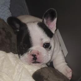 French Bulldogs from Cecelia Keltz