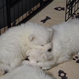 Samoyed Puppies from Limelight Samoyeds