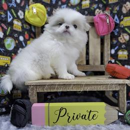 Private - Lemon and white male Japanese Chin puppy in Johnson City, Tennessee from Erin & Friends Japanese Chin