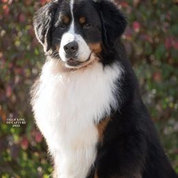 Bernese Mountain Dogs from Carma Que’s Bernese Mountain Dogs