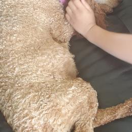 Cavapoos from Howe Pretty Pups