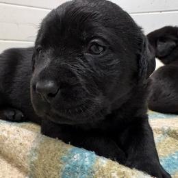 Girl 4 - Black female Labrador Retriever puppy in Turner, Maine from Bear Pond Retrievers